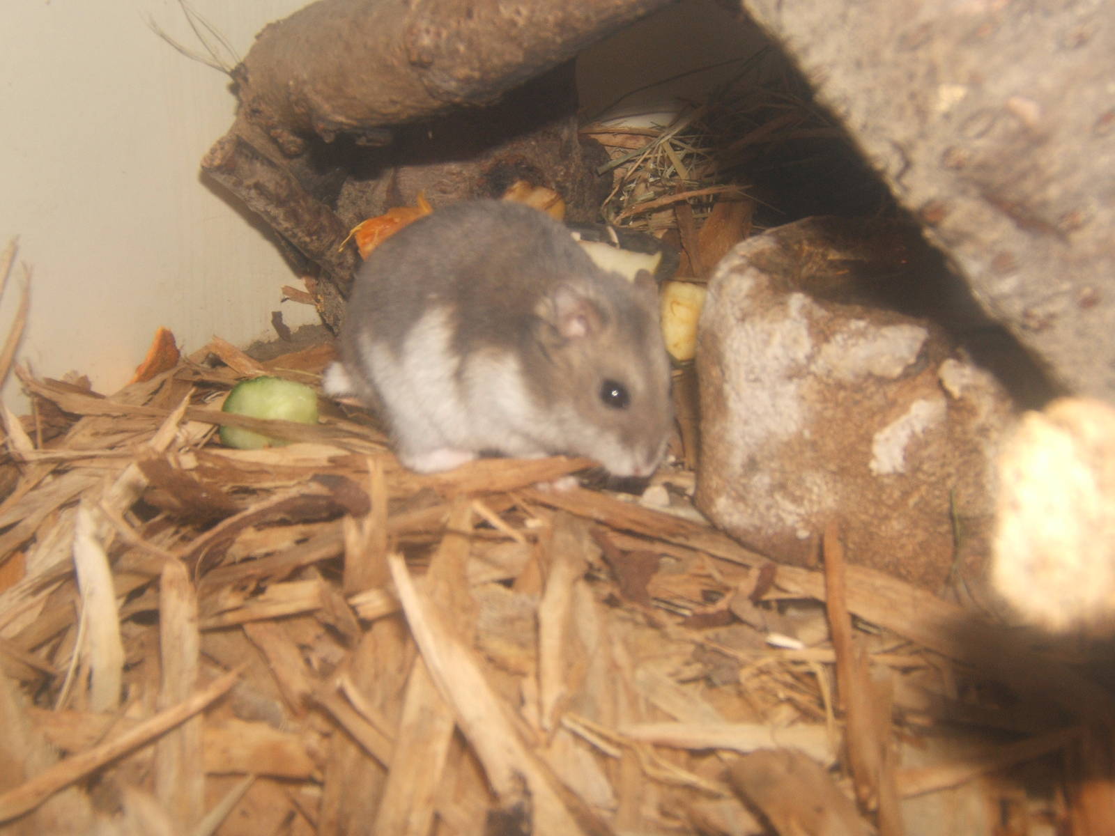 Russian hairy-footed Hamster (Phodopus sungorus)