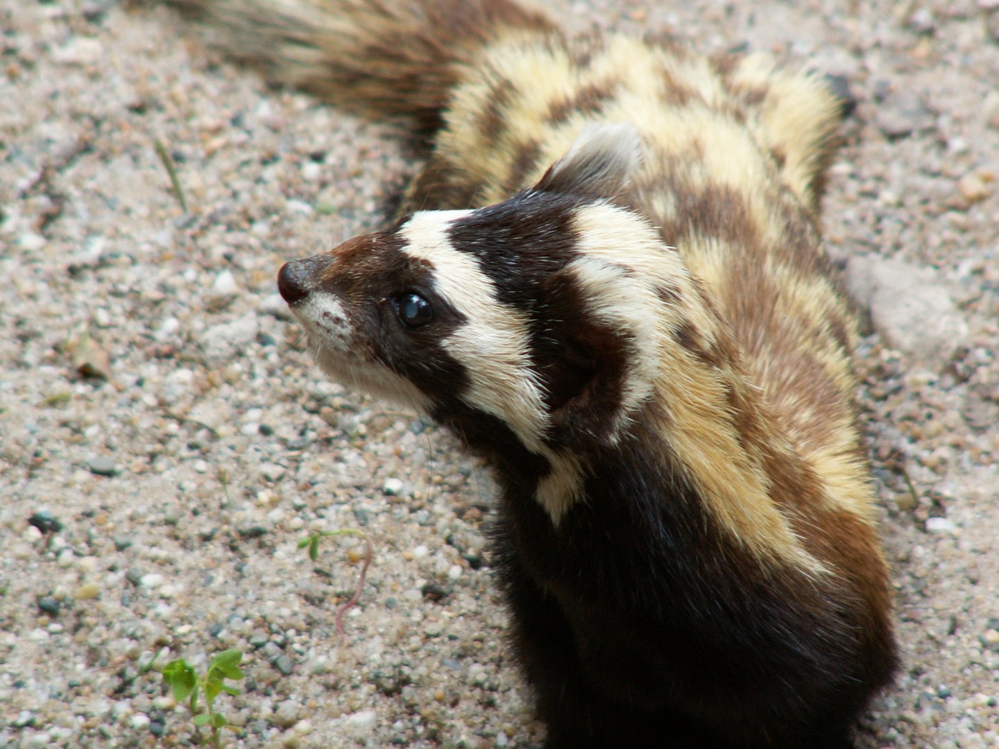Russian marbled polecat - July 2014