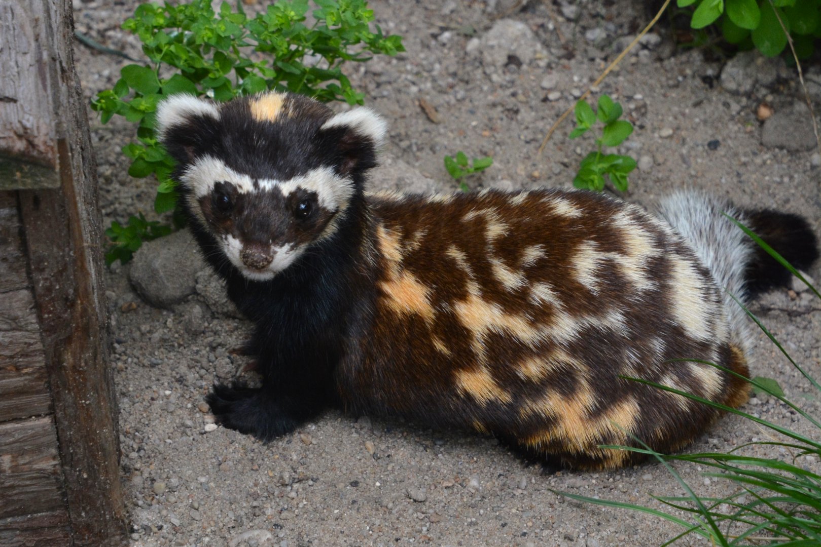 Russian marbled polecat (Vormela peregusna peregusna)