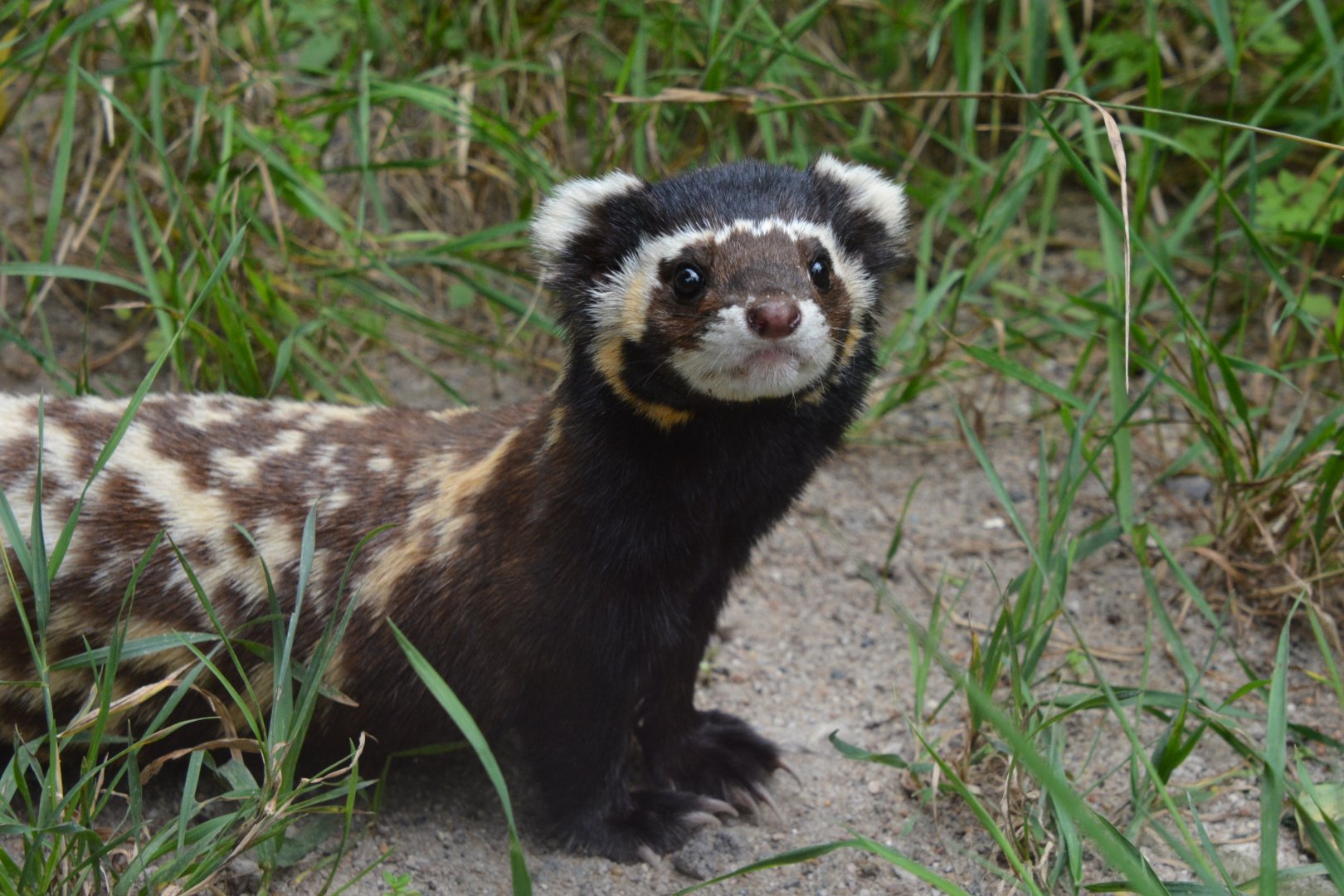 Russian marbled polecat (Vormela peregusna peregusna)