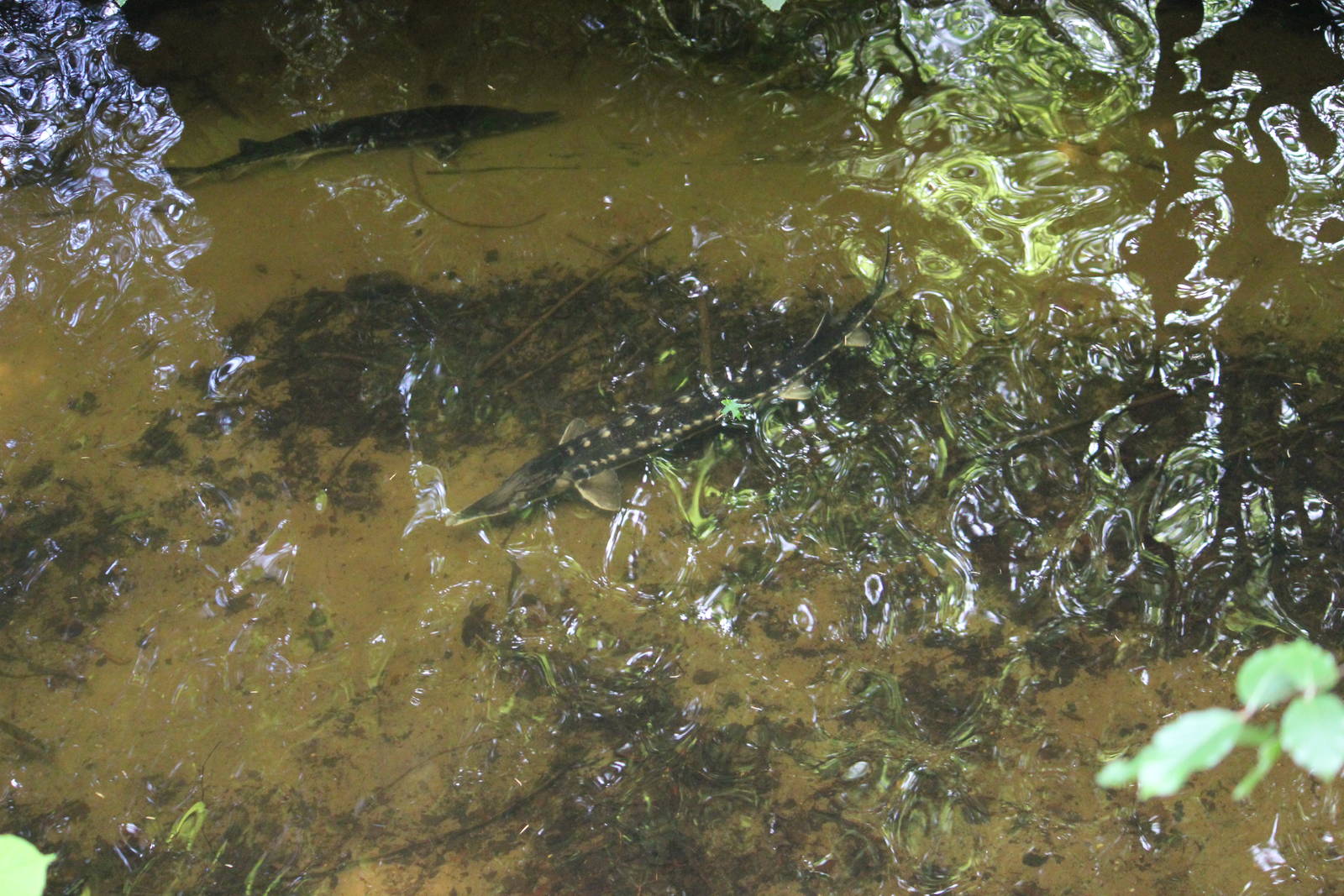 Russian or Siberian sturgeon?