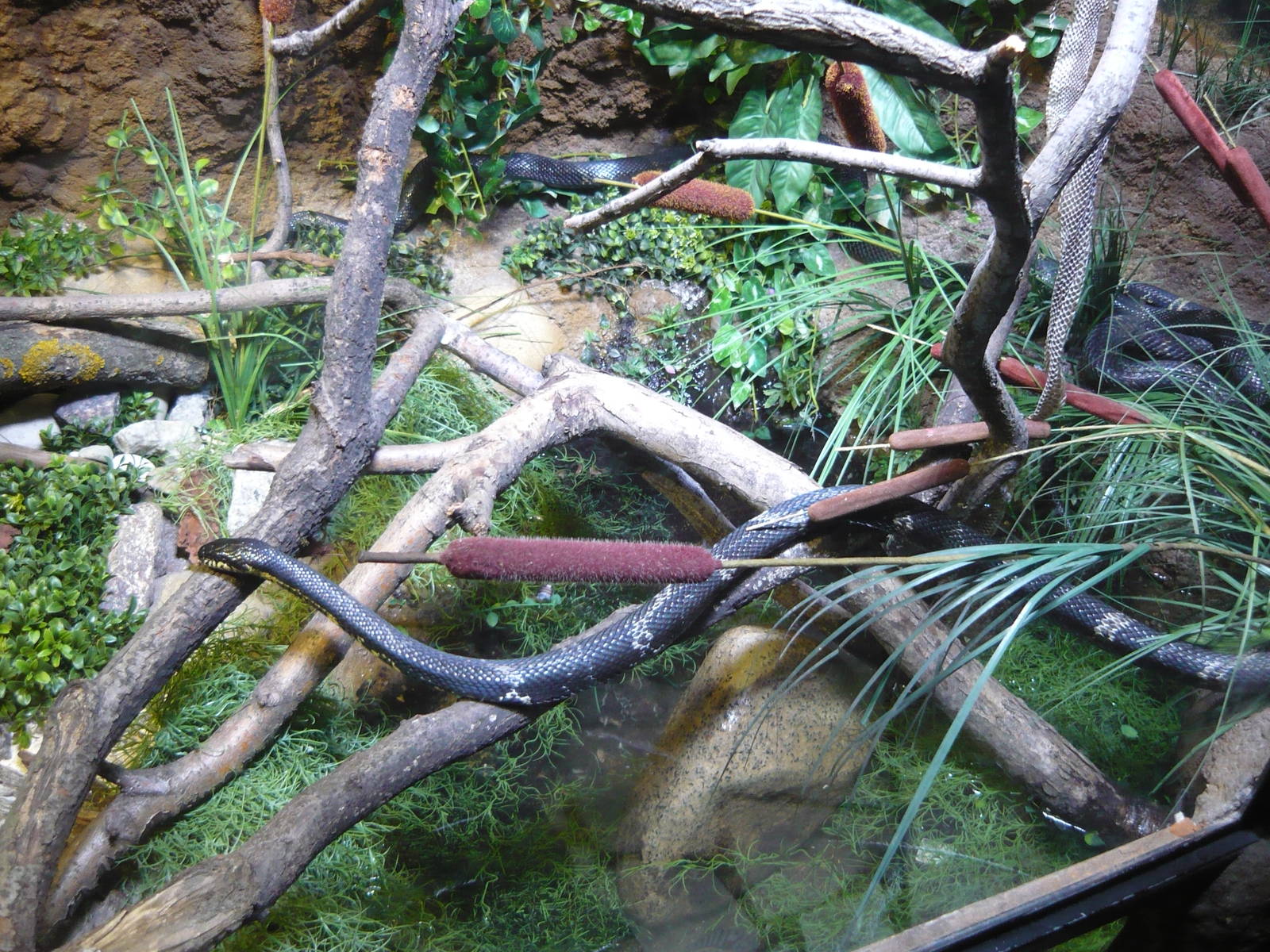 Russian ratsnake (Elaphe schrenckii)
