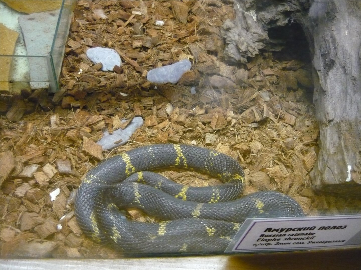 Russian ratsnake (Elaphe schrenckii)