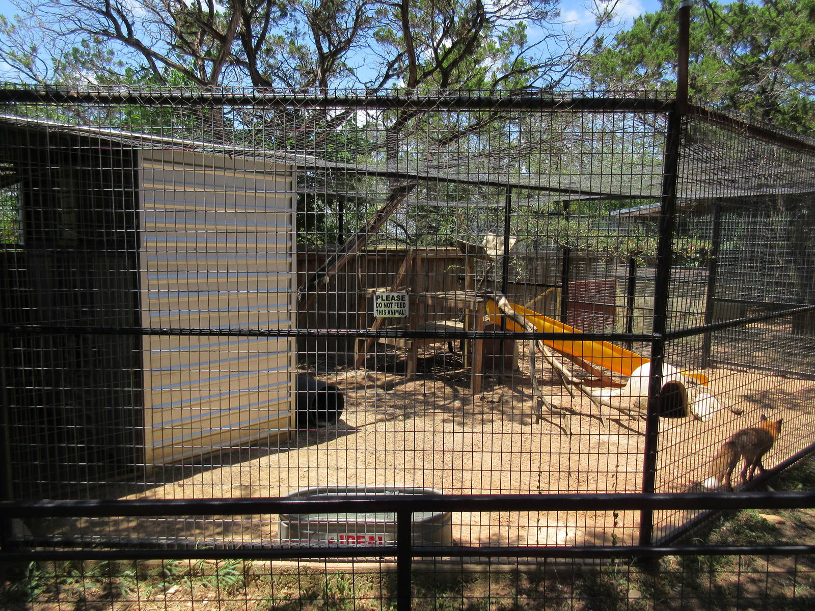Russian Red Fox Exhibit