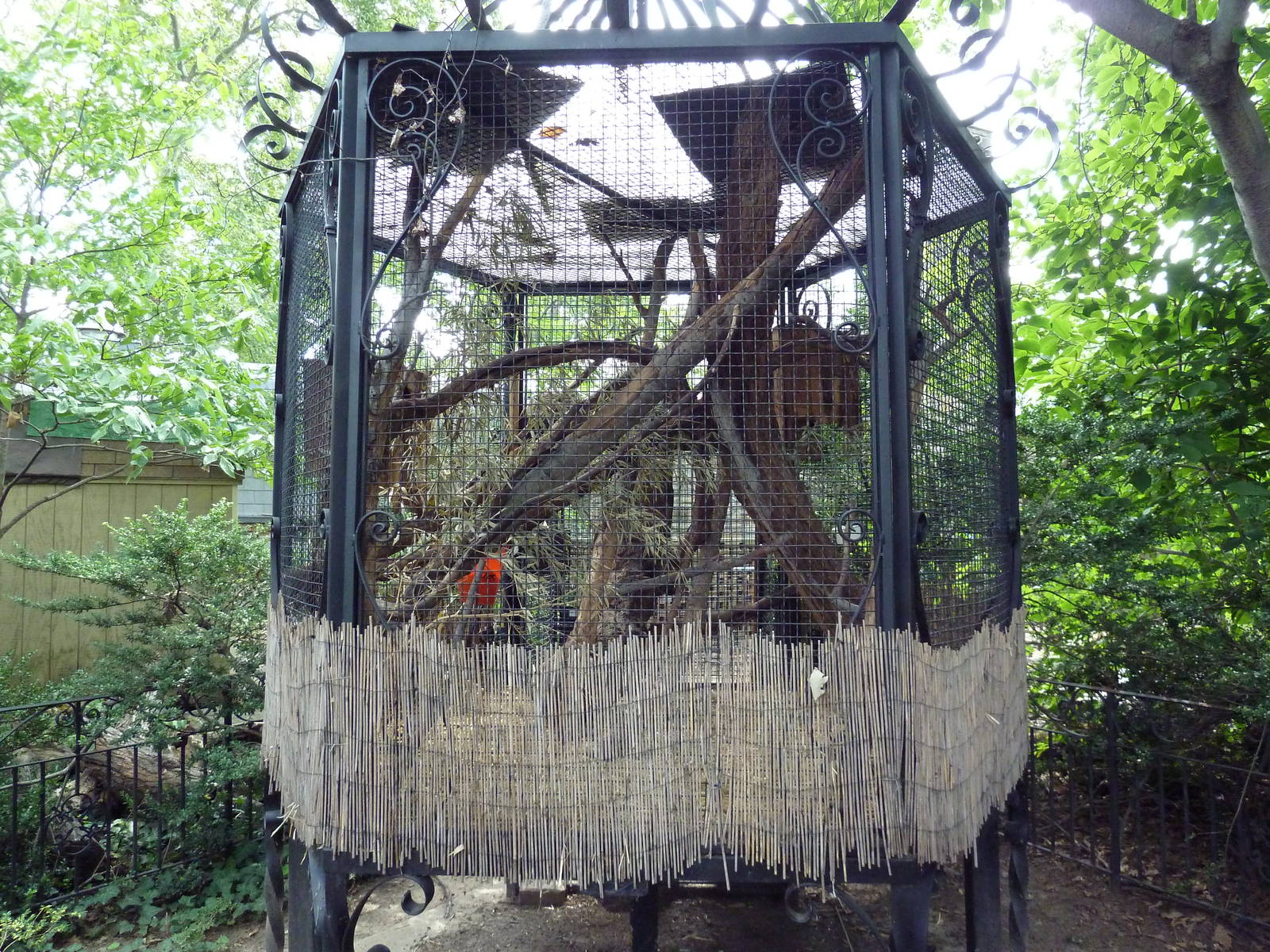 Russian Red Tree Squirrel Exhibit