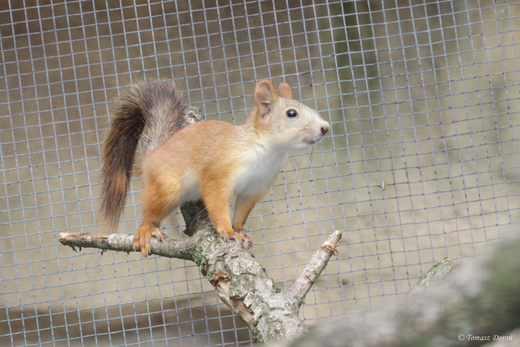 Russian Red Tree Squirrel (Sciurus vulgaris exalbidus)
