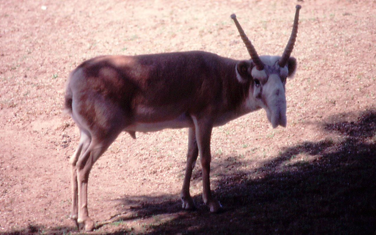 Russian Saiga - 1992