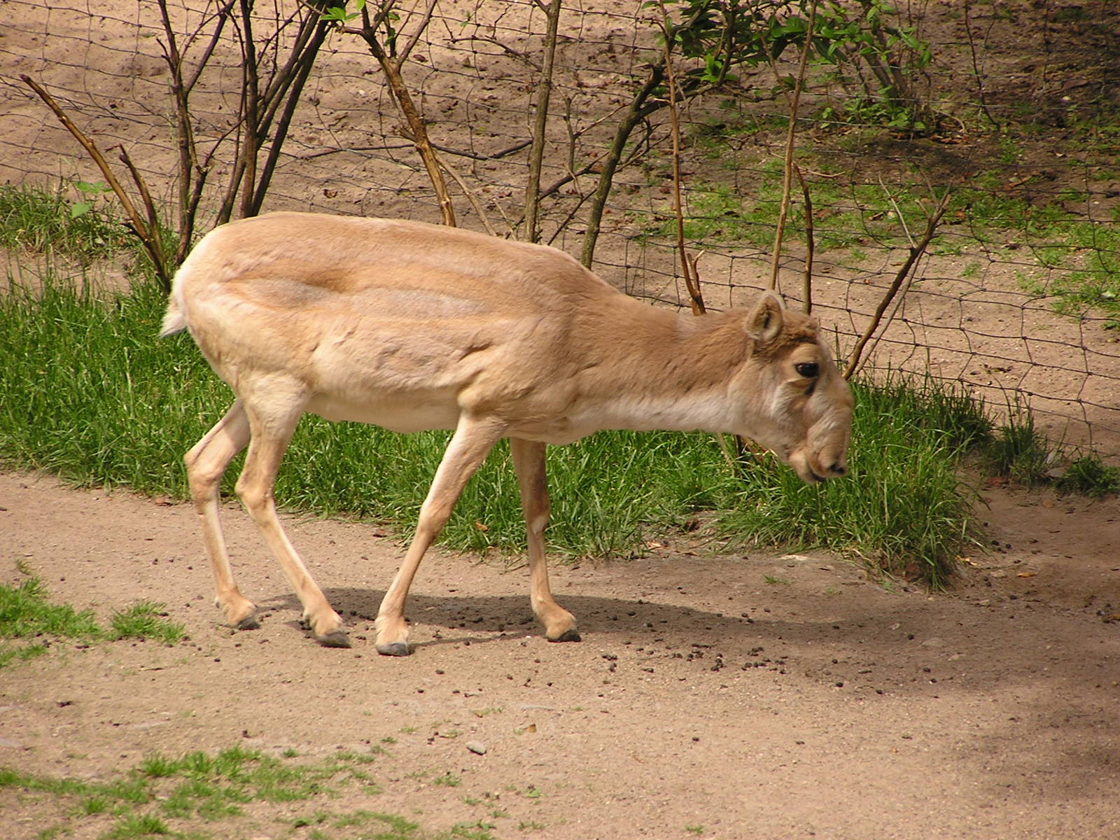 Russian saiga antelope/ Saiga tatarica tatarica