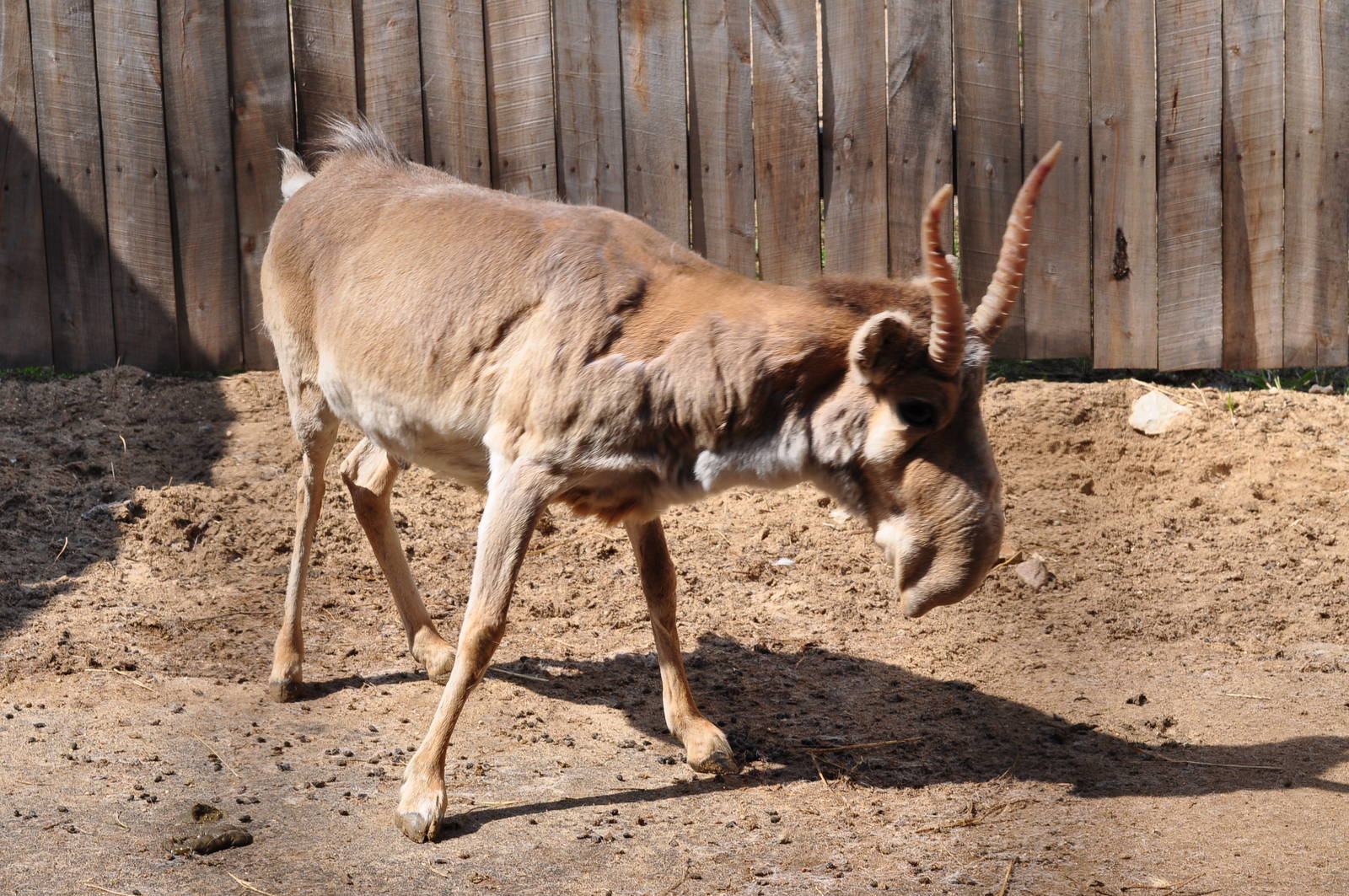 Russian saiga antelope/ Saiga tatarica tatarica