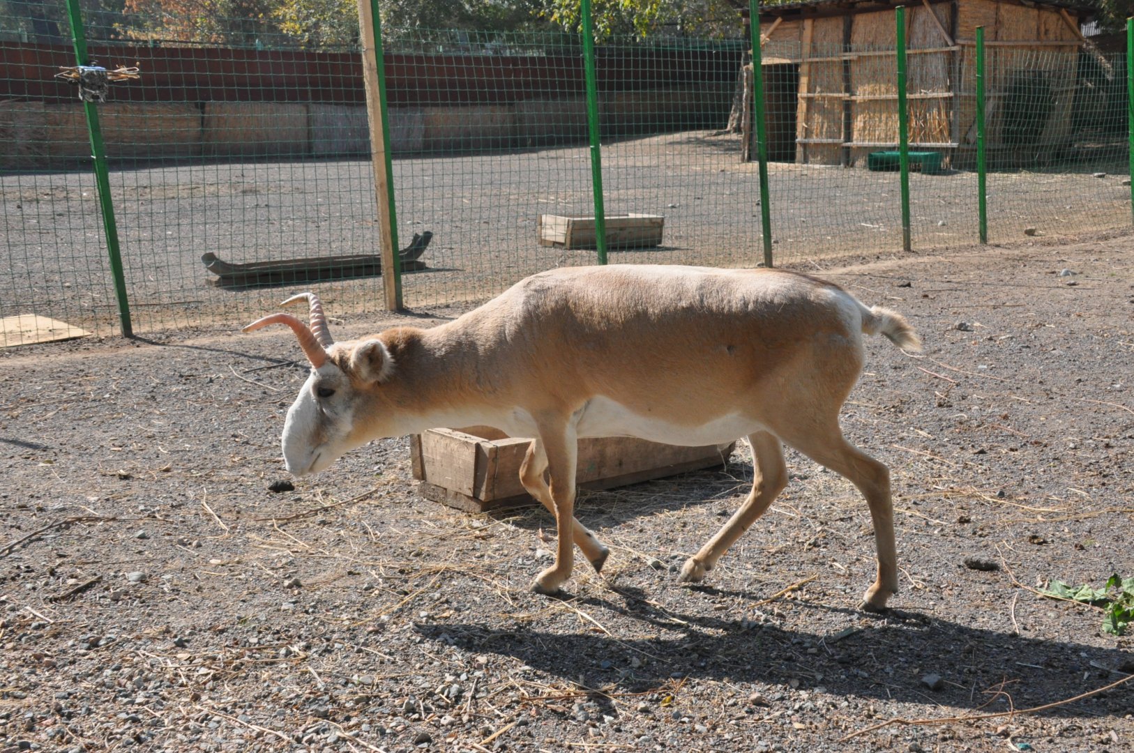 Russian saiga antelope / Saiga tatarica tatarica
