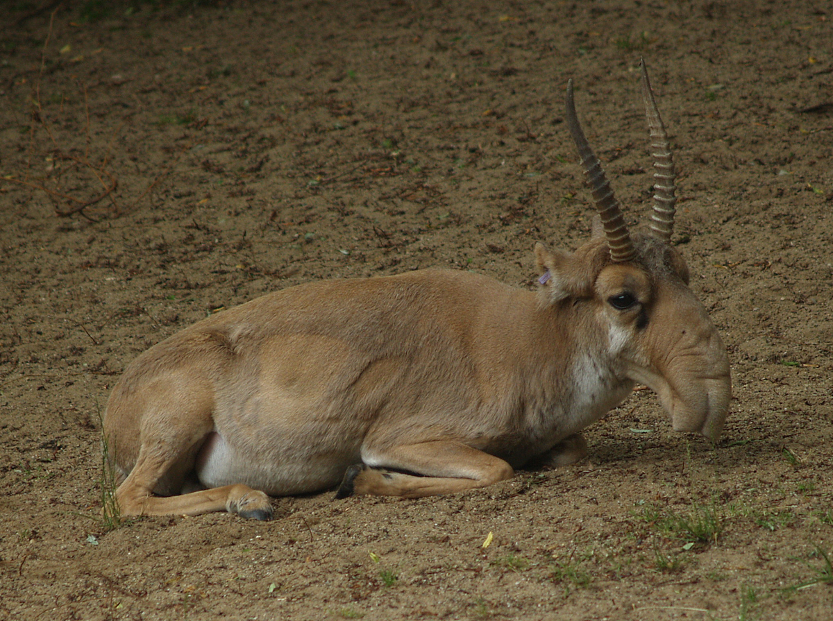 Russian saiga (Saiga tatarica tatarica), 2008-06-28