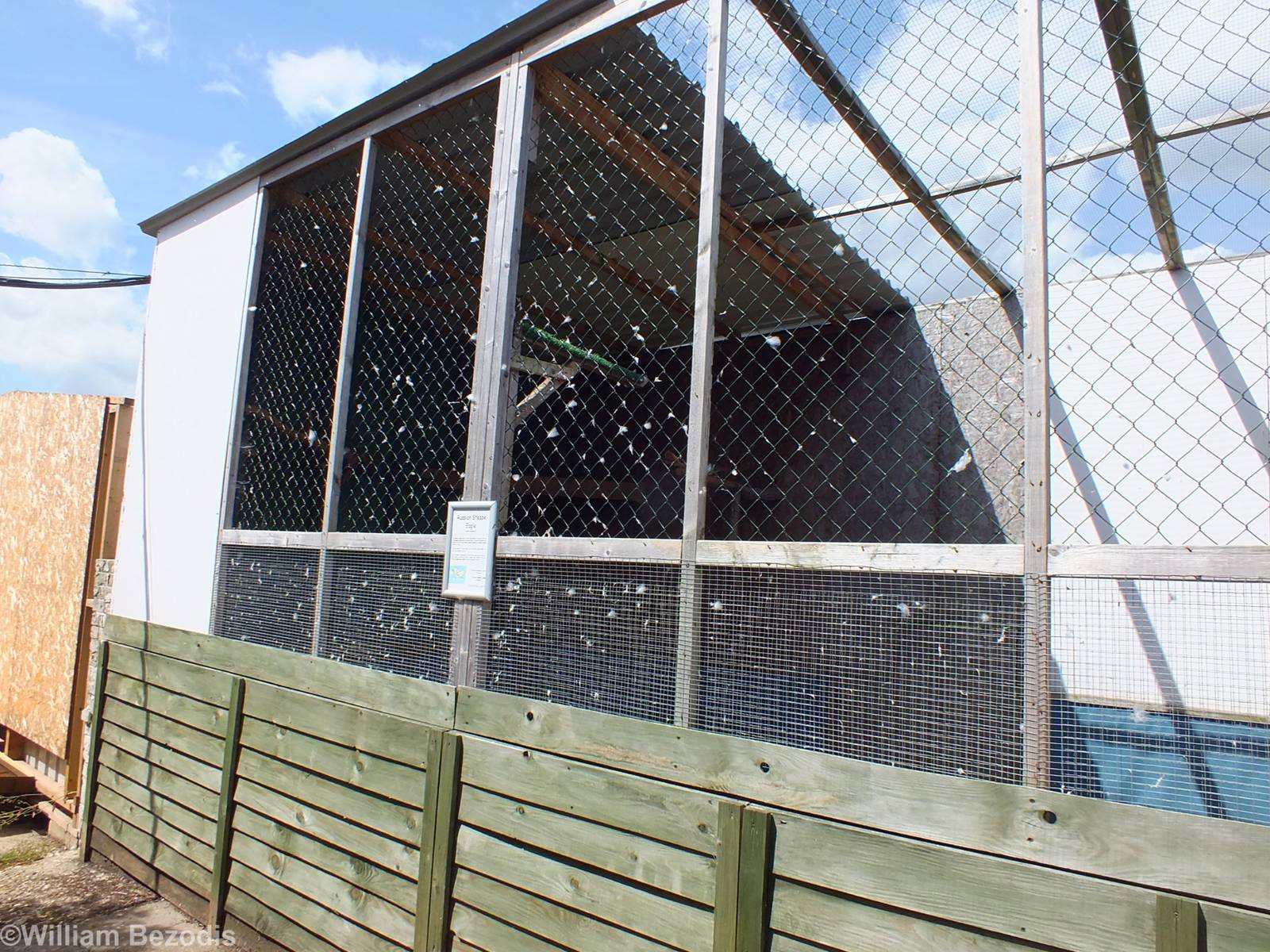 Russian Steppe Eagle Aviary