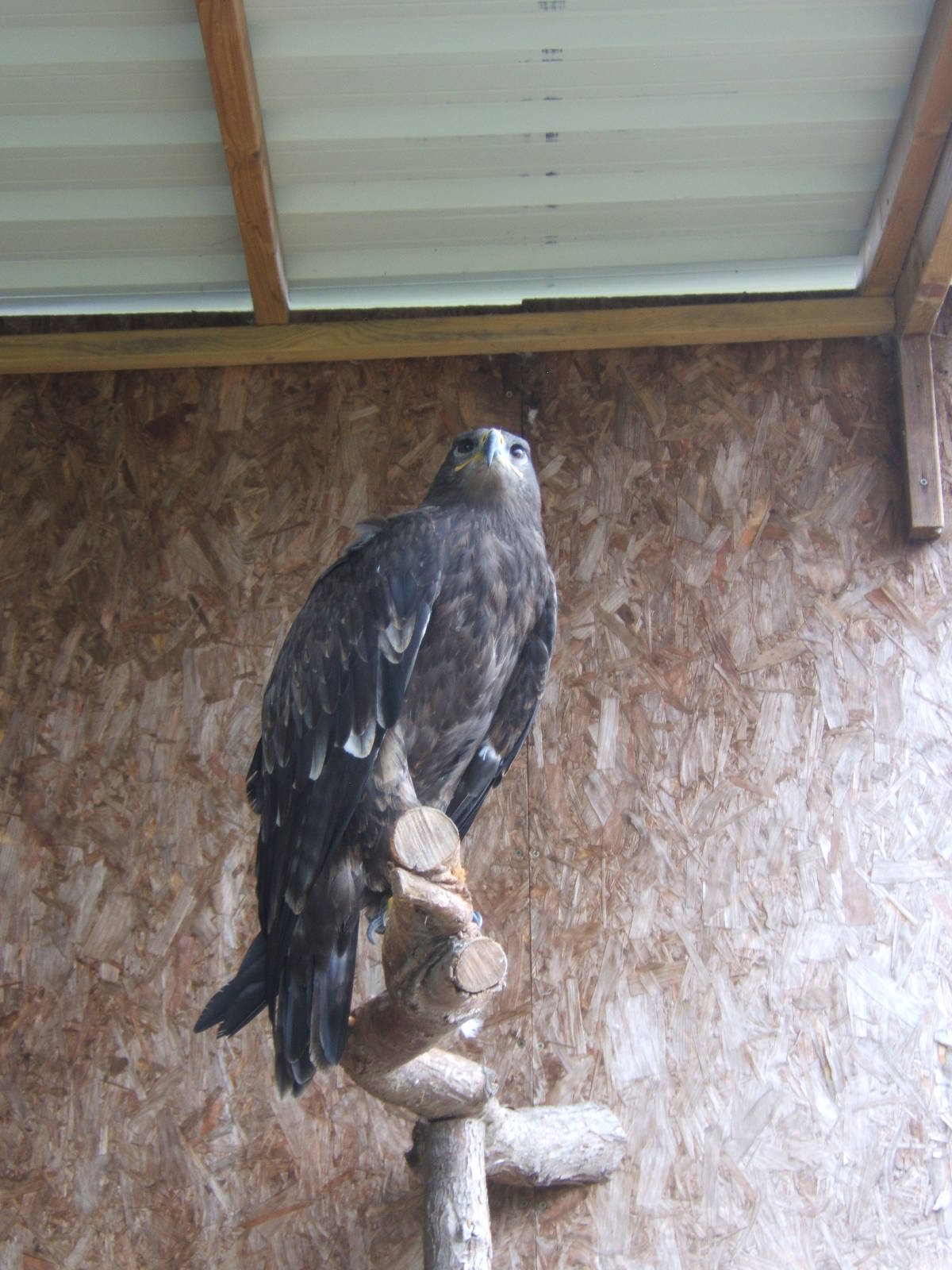 Russian Steppe Eagle