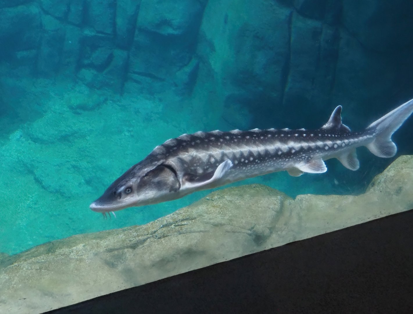 Russian sturgeon (Acipenser gueldenstaedtii), 2024-02-17
