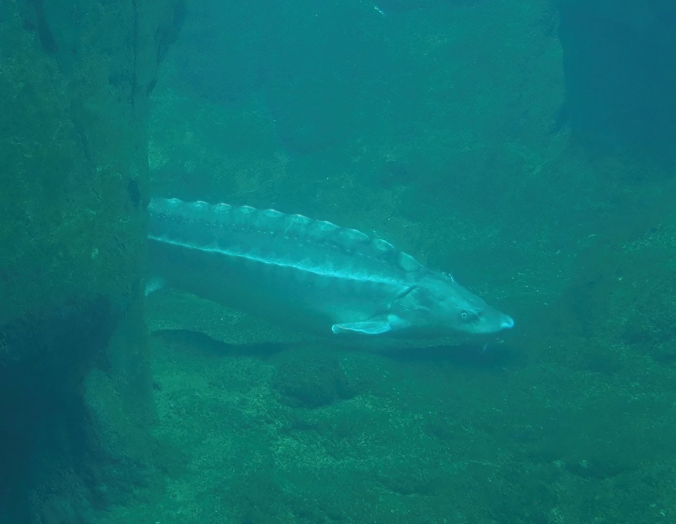 Russian sturgeon (Acipenser gueldenstaedtii), 2024-02-17