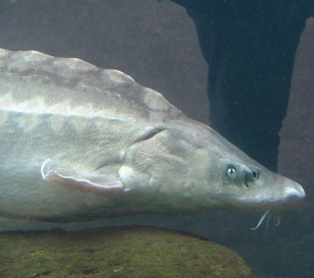 Russian sturgeon (Acipenser gueldenstaedtii), 2024-03-09