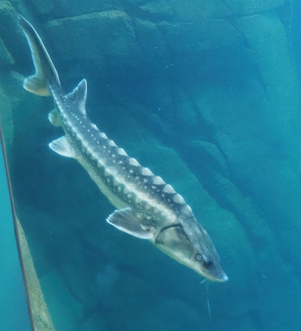 Russian sturgeon (Acipenser gueldenstaedtii), 2024-03-09