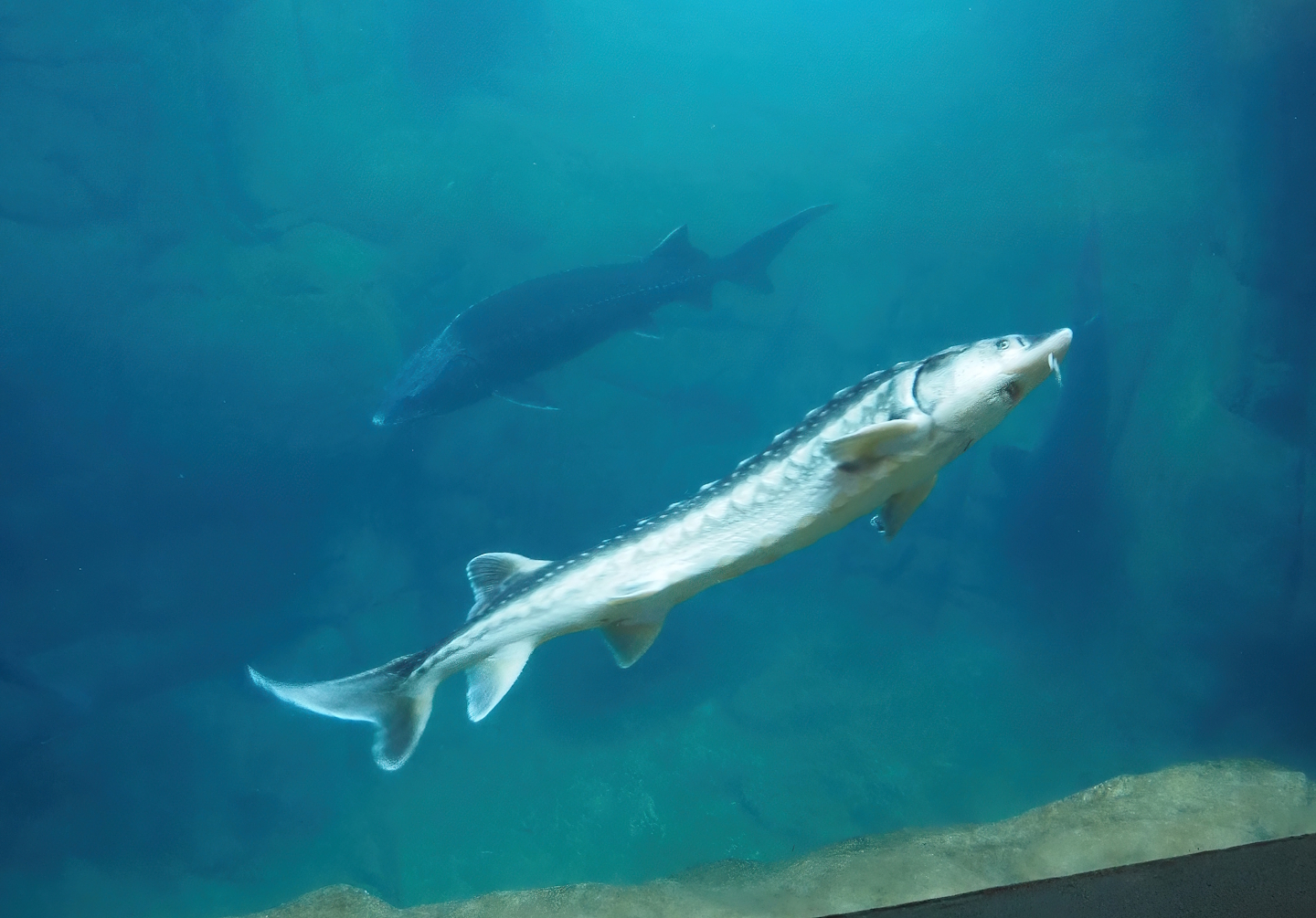 Russian sturgeon (Acipenser gueldenstaedtii), 2024-03-09