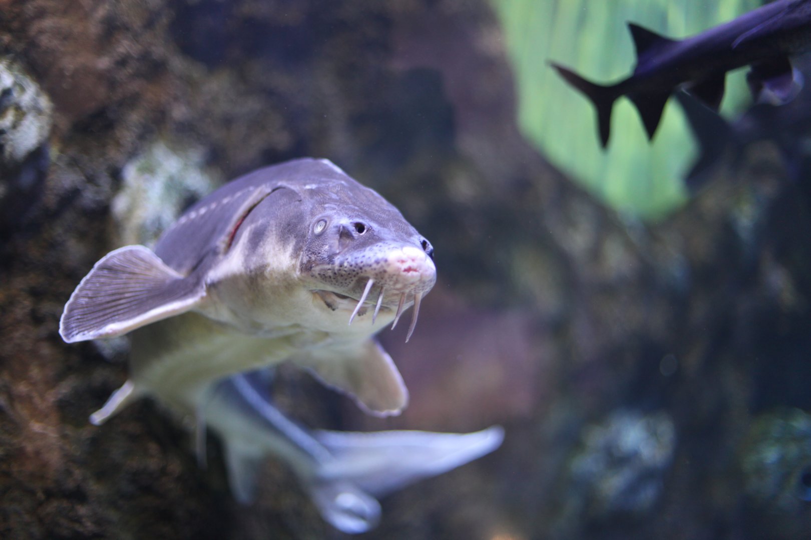 Russian sturgeon (Acipenser gueldenstaedtii)