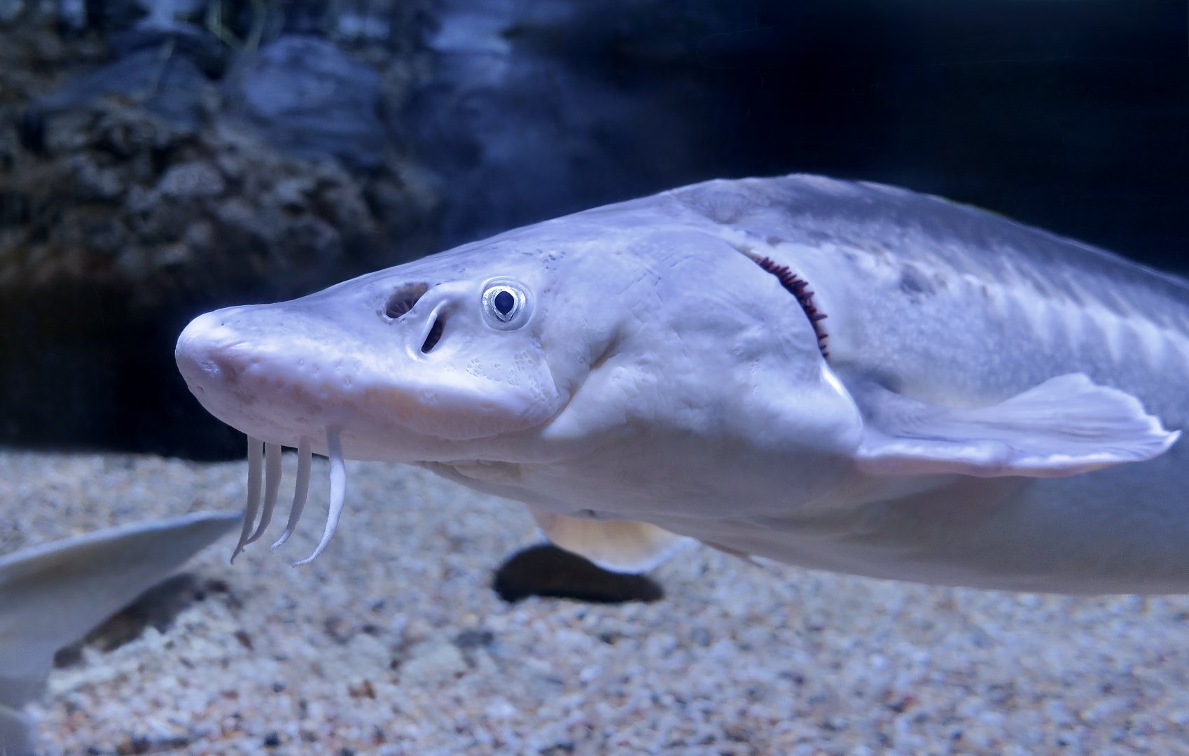 Russian Sturgeon (Acipenser gueldenstaedtii)