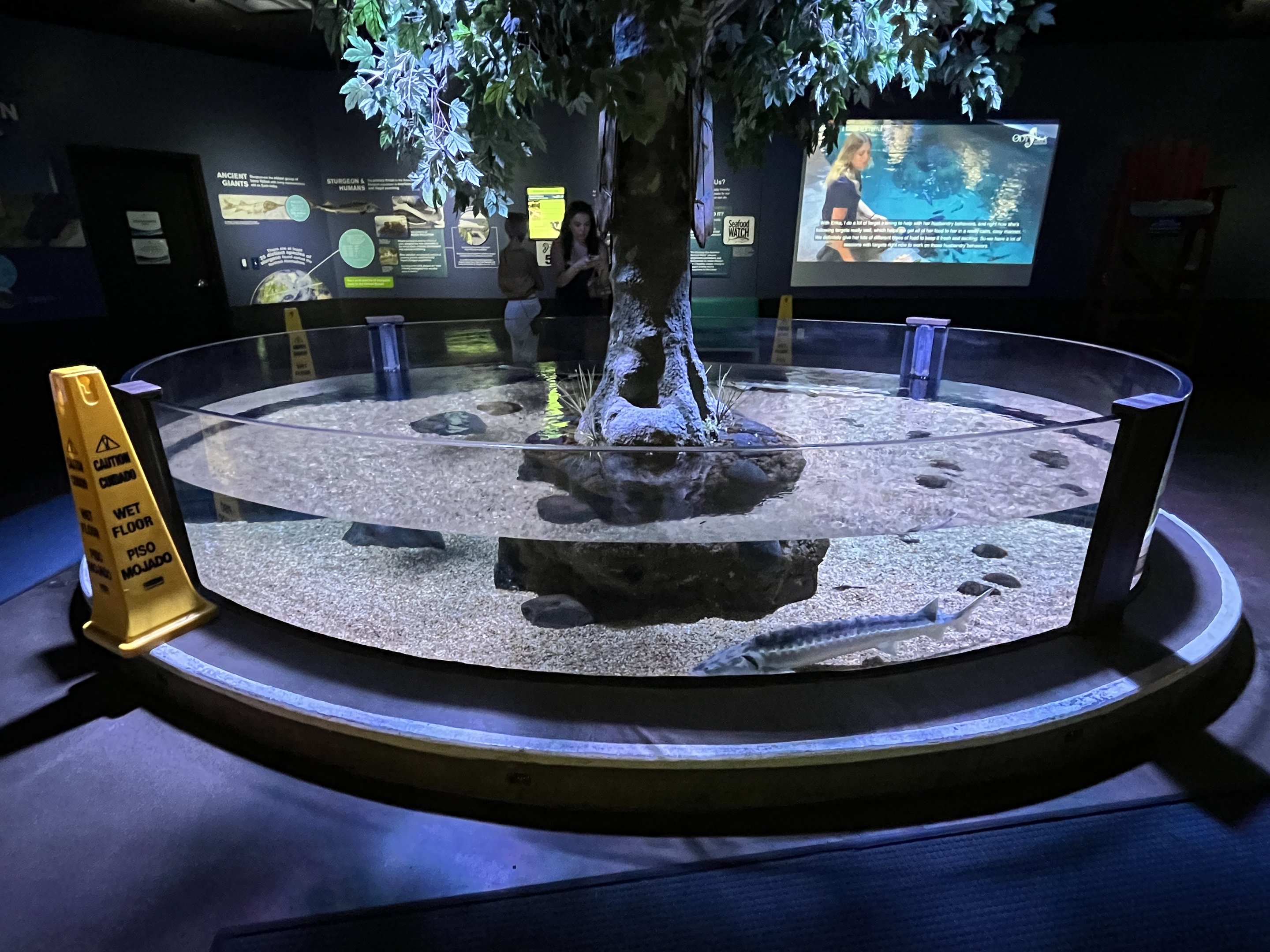 Russian Sturgeon Exhibit (open-topped)