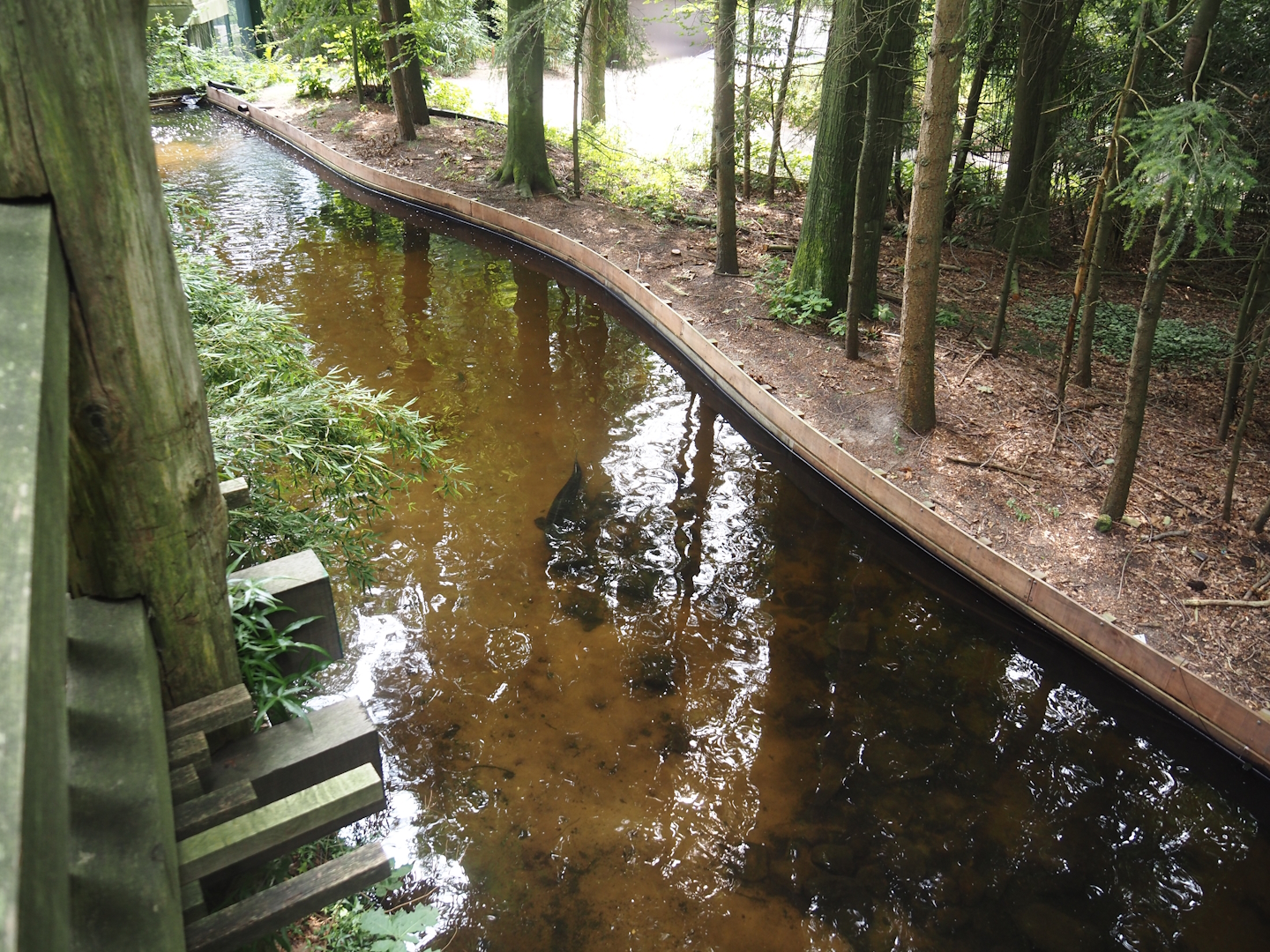 Russian sturgeon, Siberian sturgeon and White sturgeon pond next to the monkey tree-top path, 2024-08-18