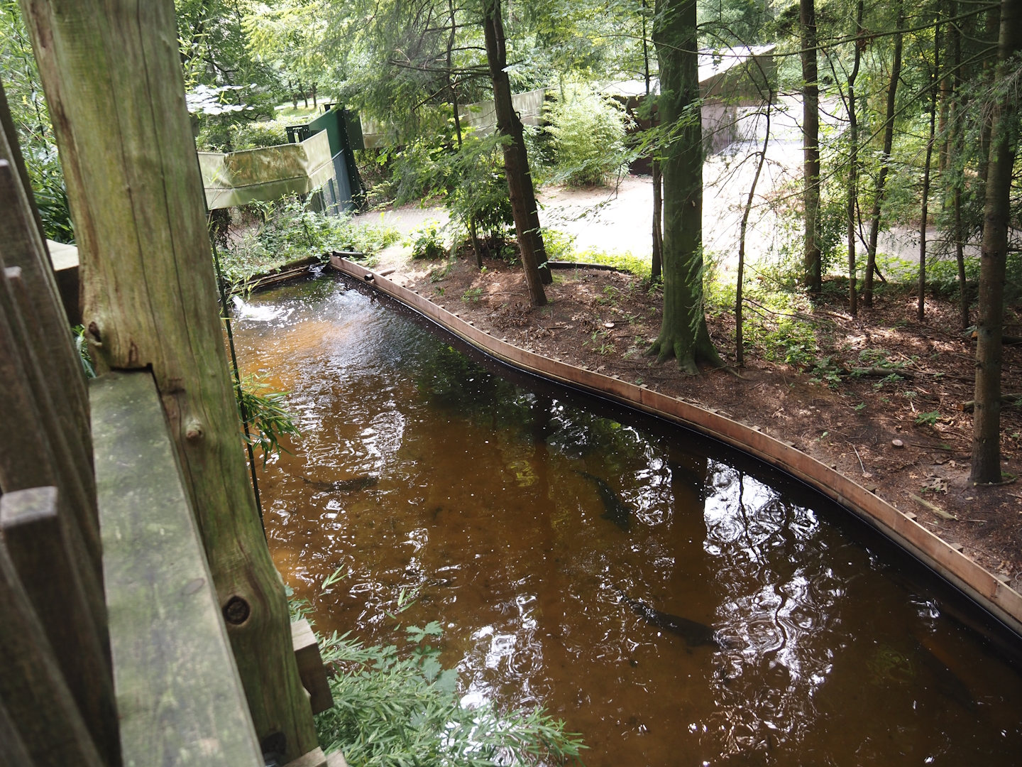 Russian sturgeon, Siberian sturgeon and White sturgeon pond next to the monkey tree-top path, 2024-08-18