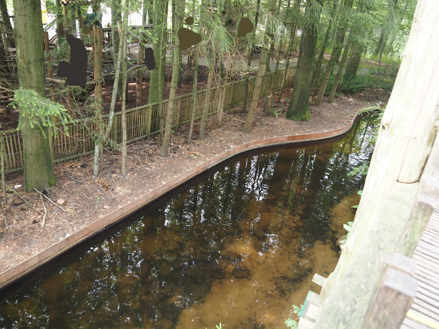 Russian sturgeon, Siberian sturgeon and White sturgeon pond next to the monkey tree-top path, 2024-08-18