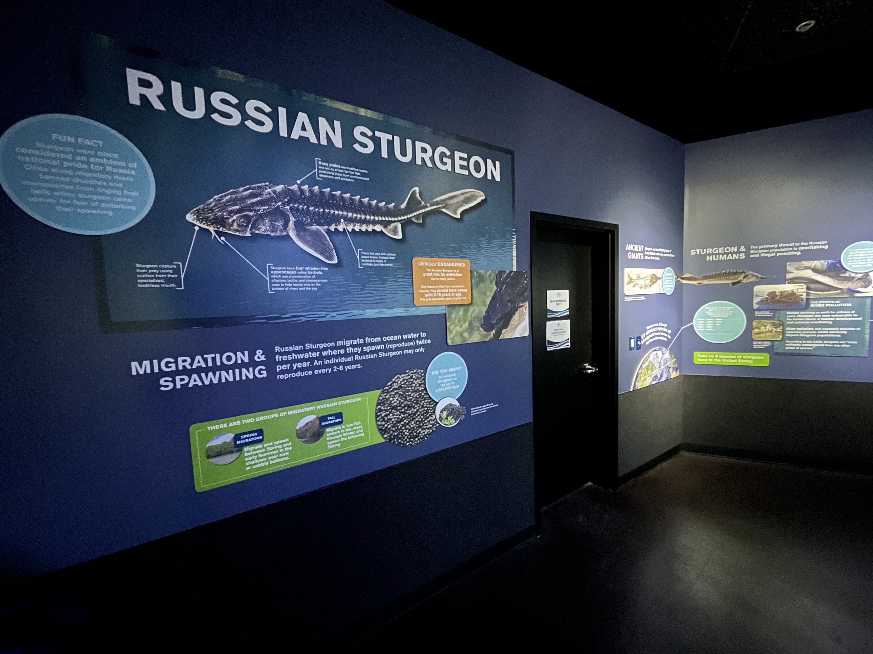 Russian Sturgeon Signage