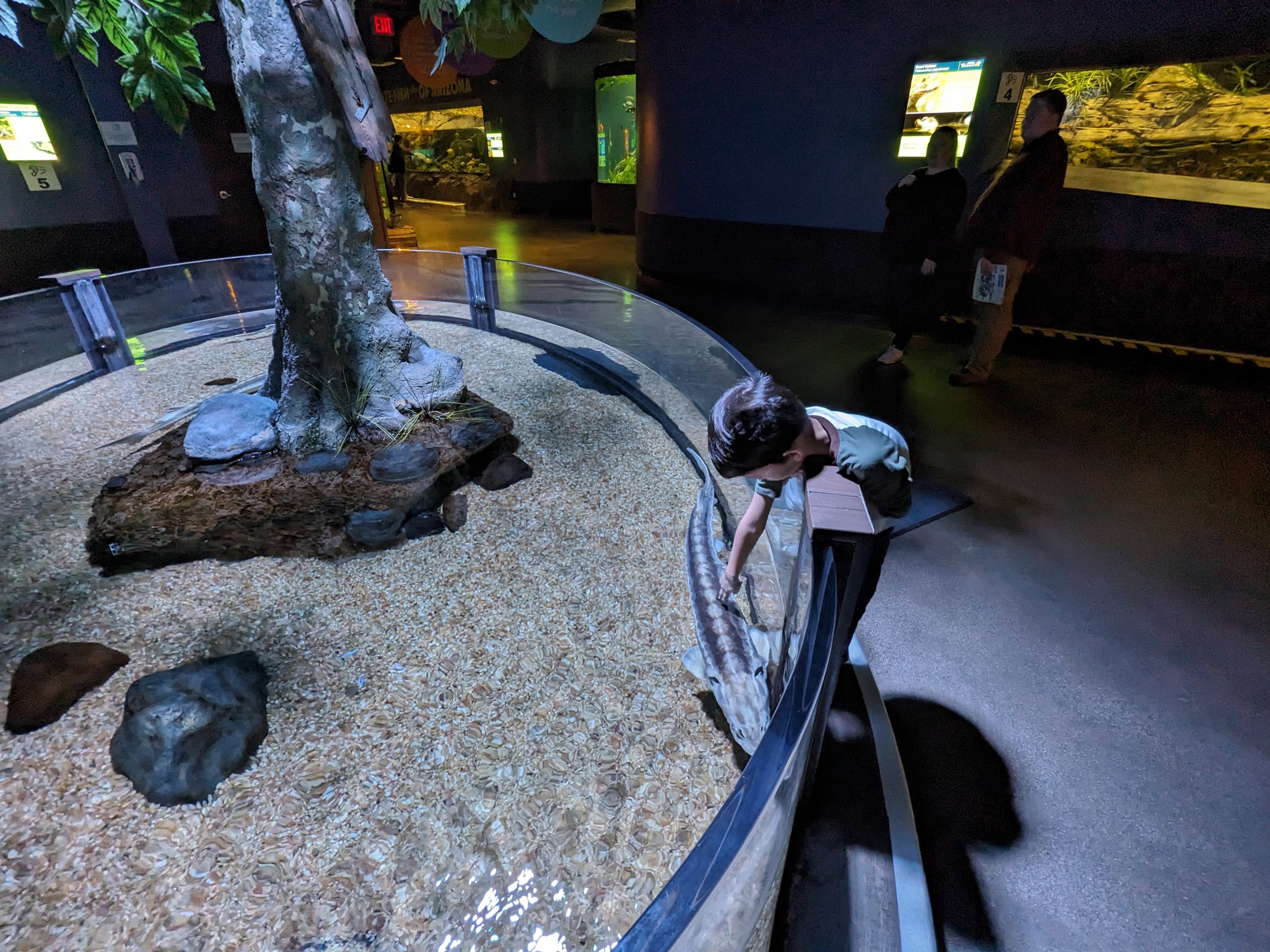Russian sturgeon touch tank