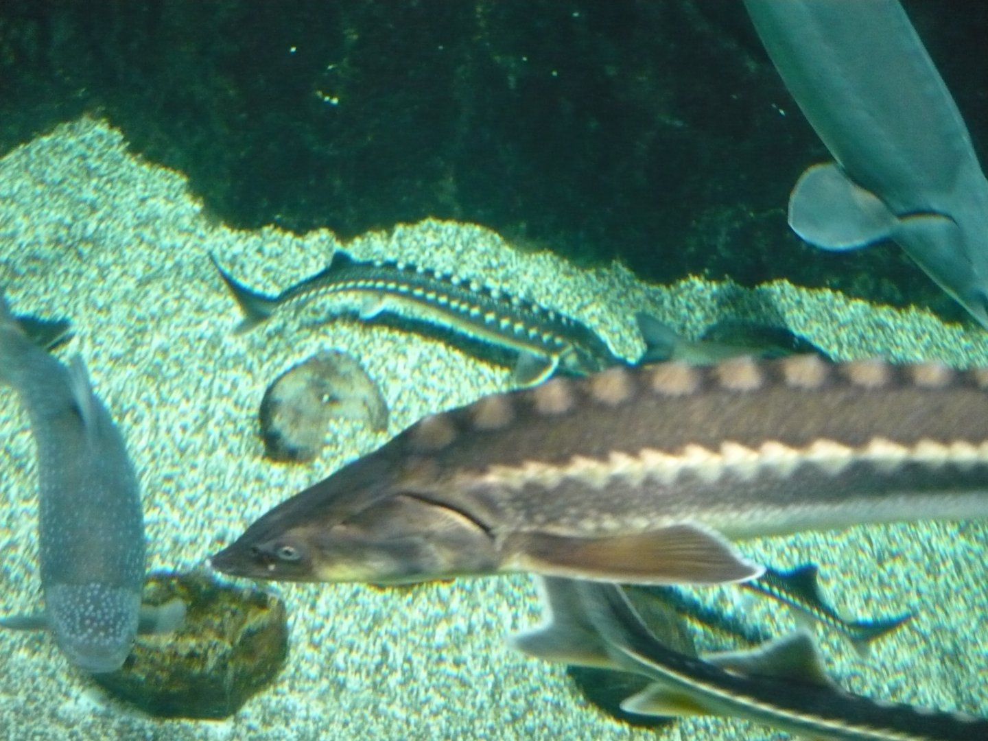 Russian sturgeon
