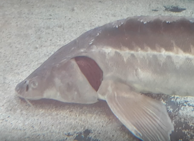 Russian sturgeon