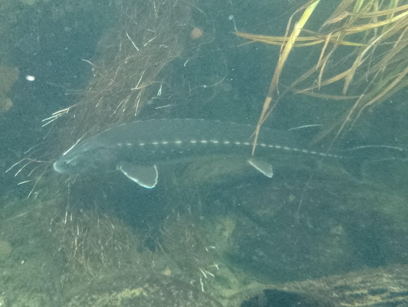 Russian sturgeon