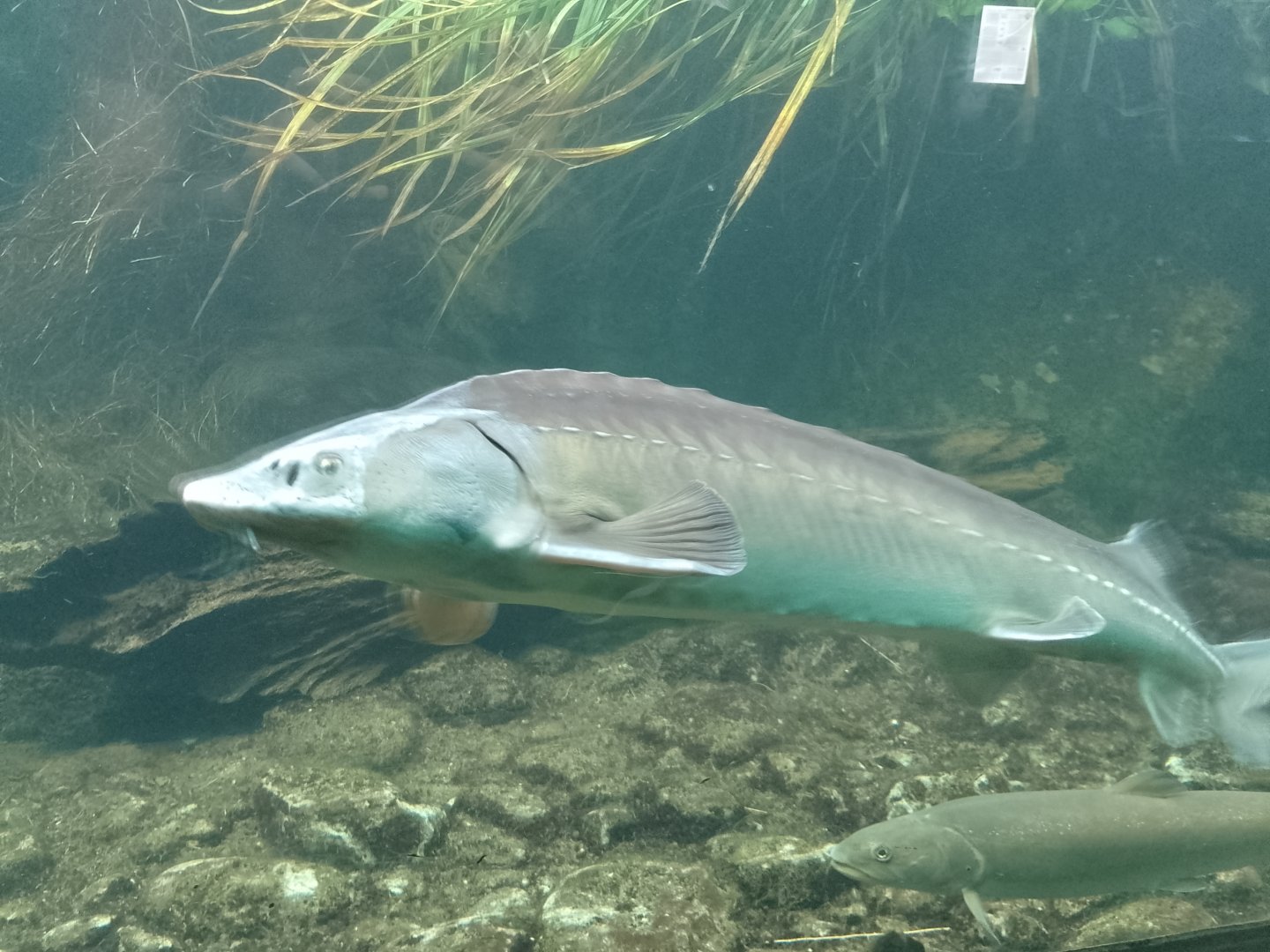 Russian sturgeon