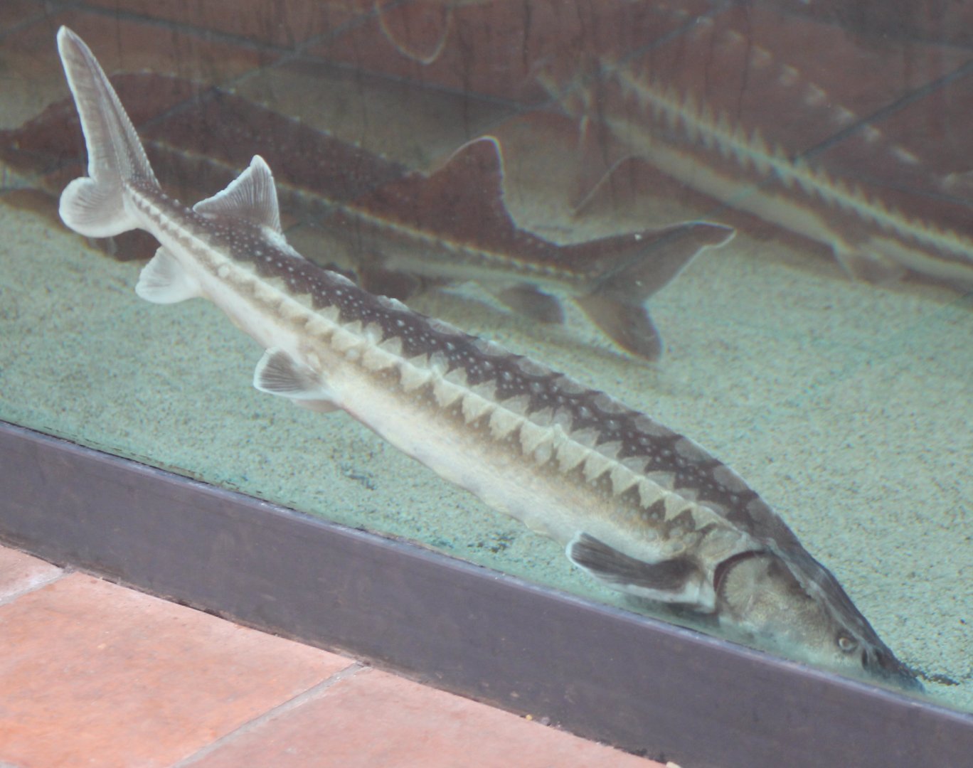 Russian sturgeons