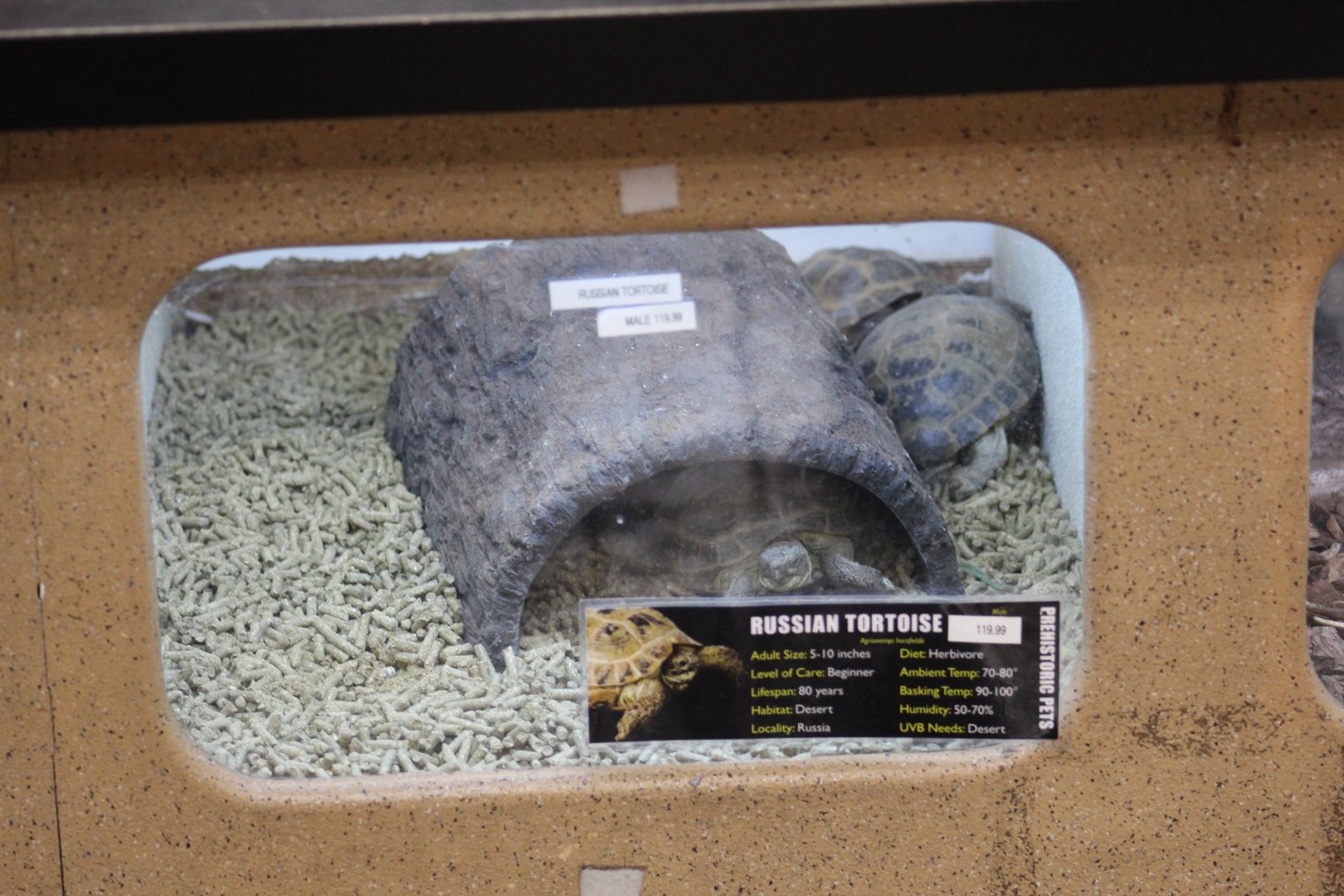 Russian Tortoise Enclosure