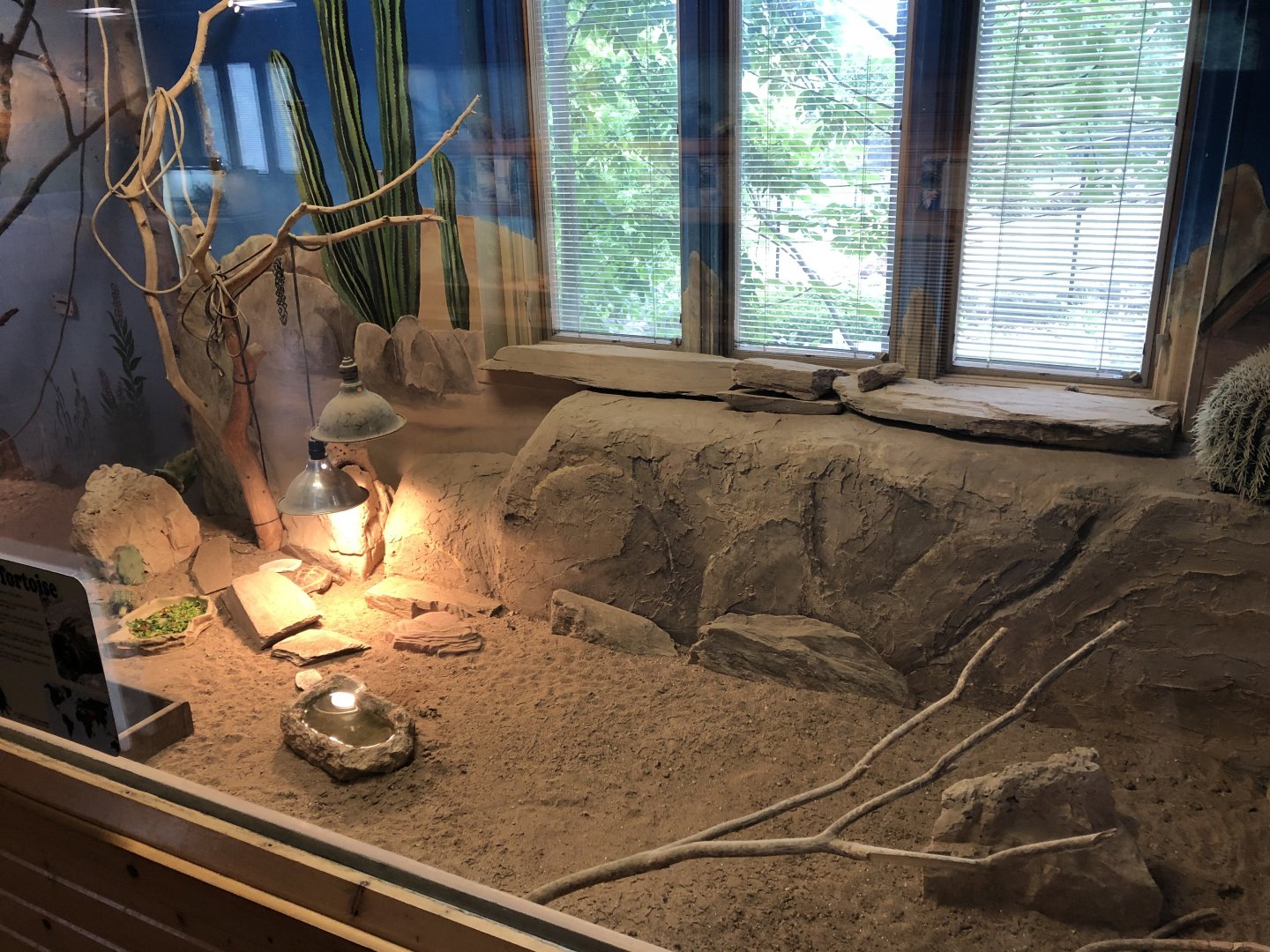 Russian Tortoise exhibit- Educational Center
