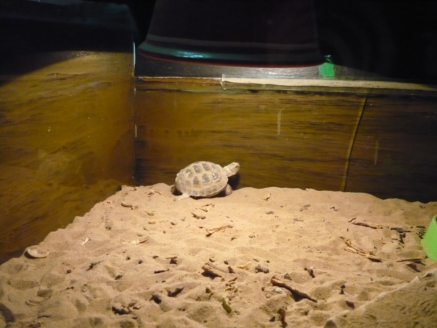 Russian tortoise (Testudo horsfieldii)