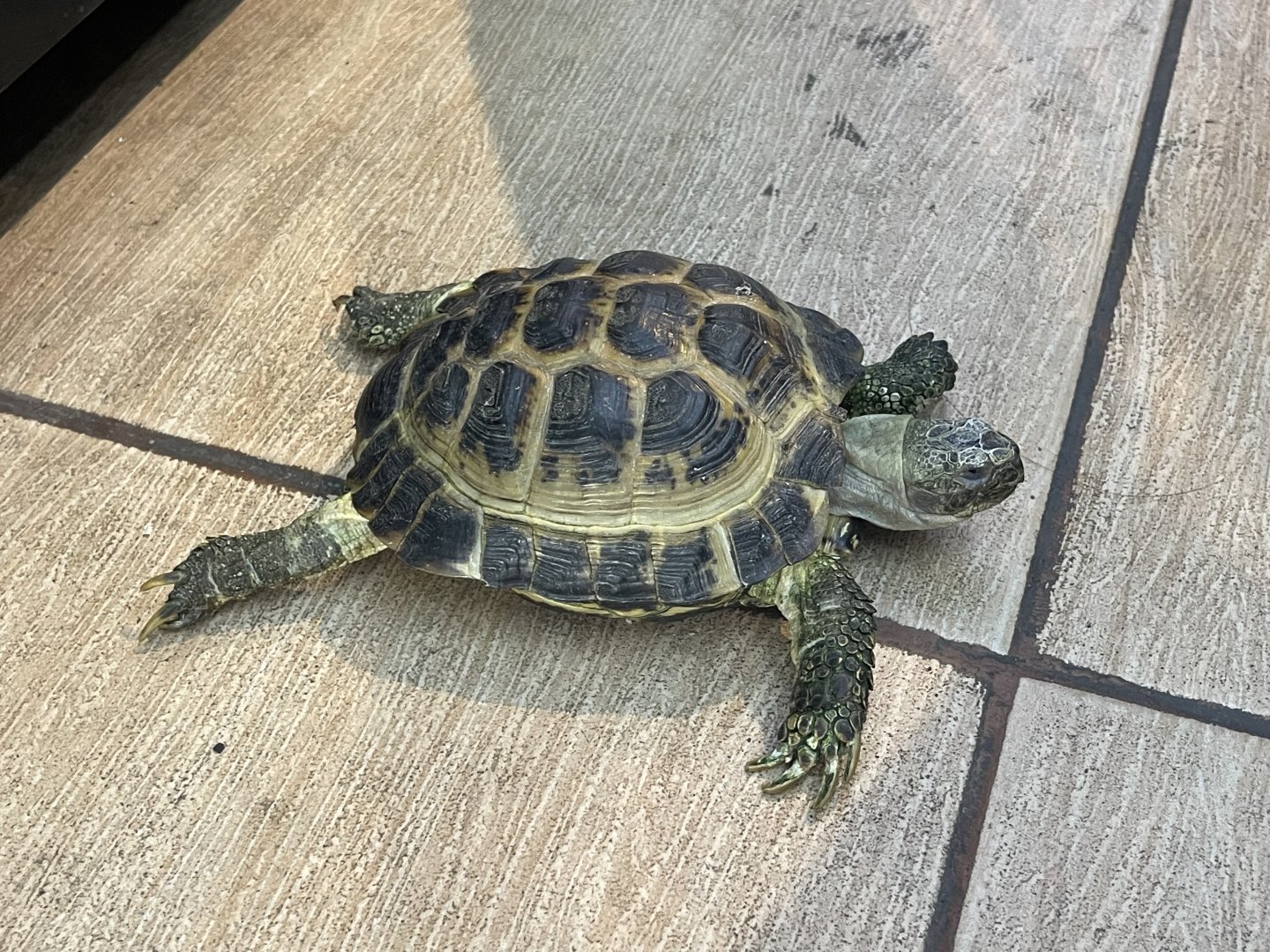 russian tortoise (testudo horsfieldii)