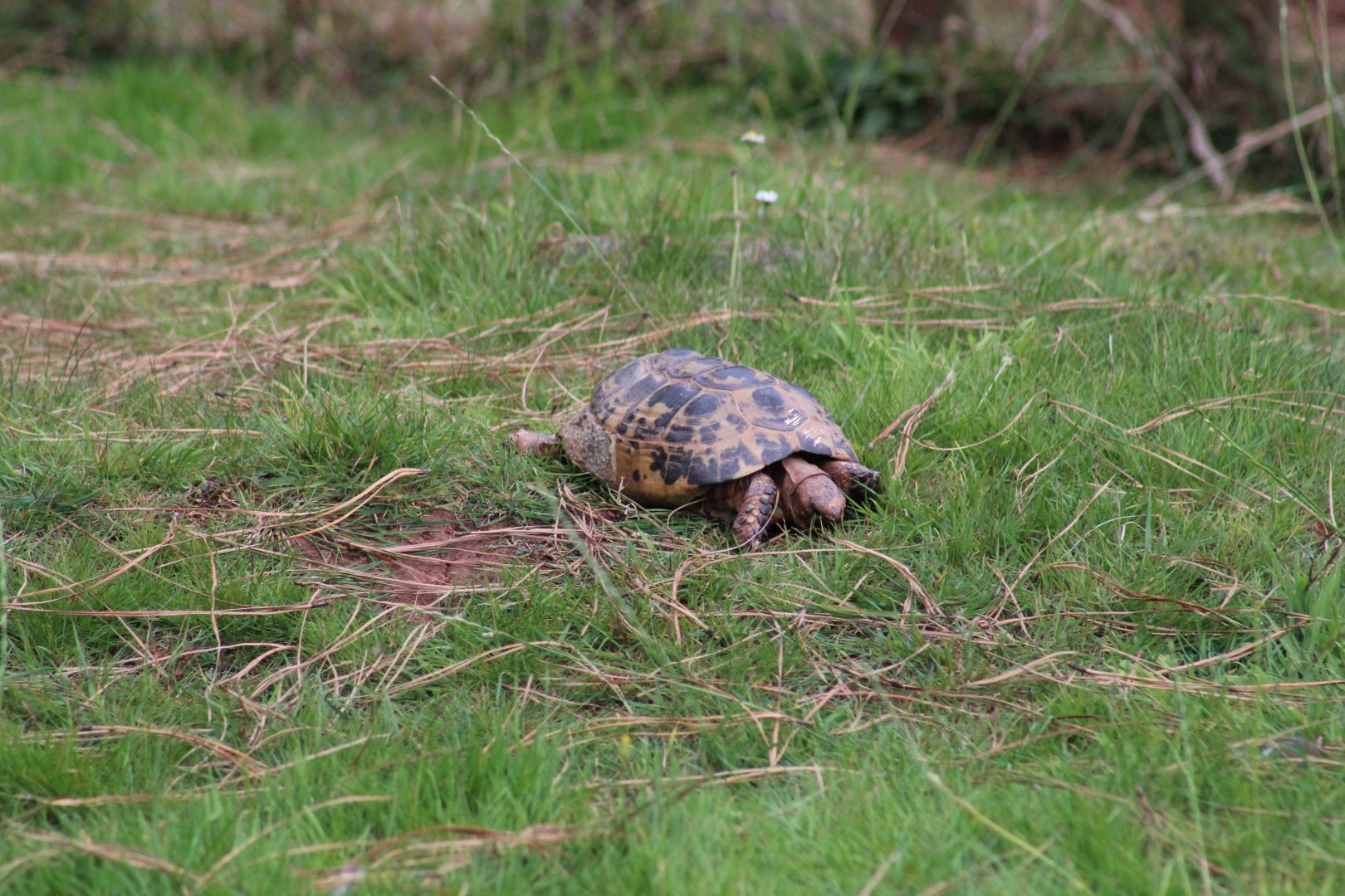 Russian Tortoise