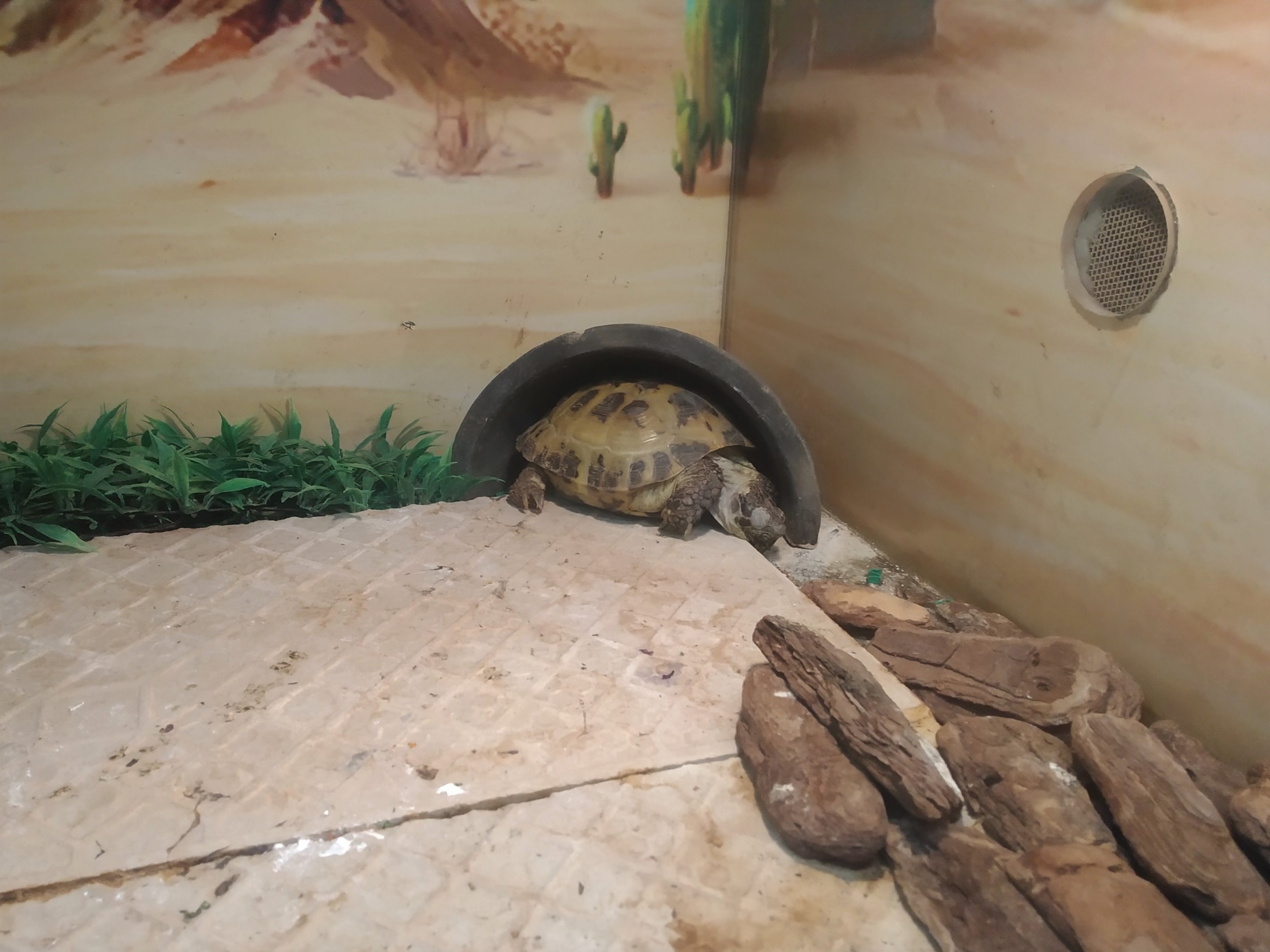 Russian Tortoise