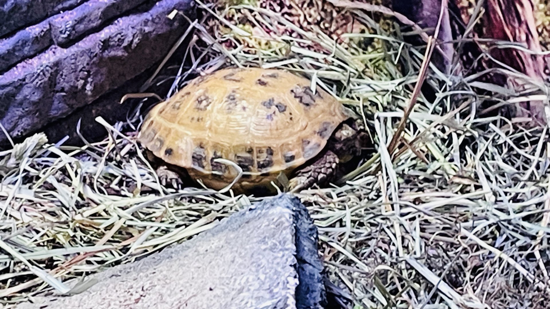 Russian Tortoise