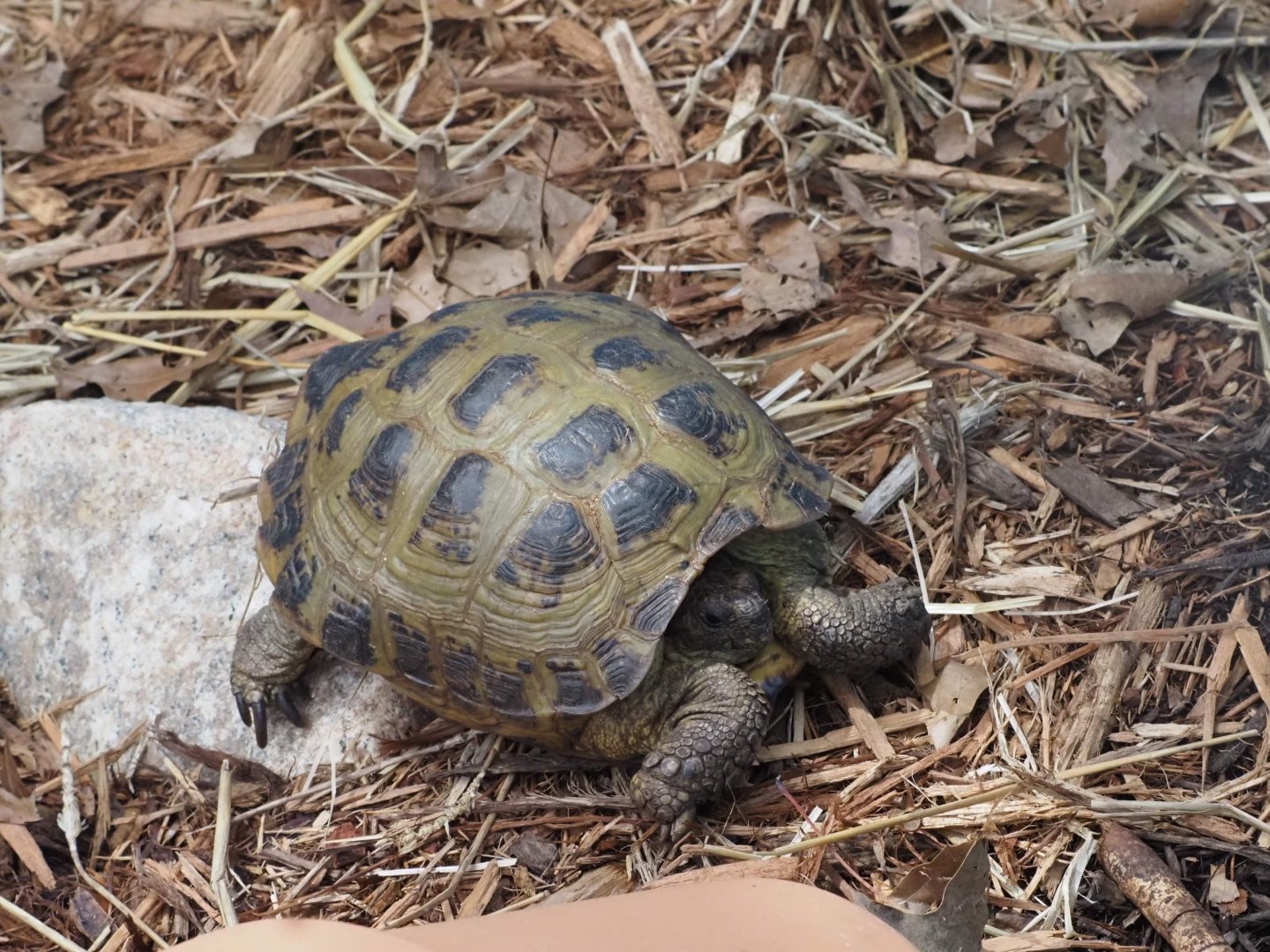 Russian Tortoise