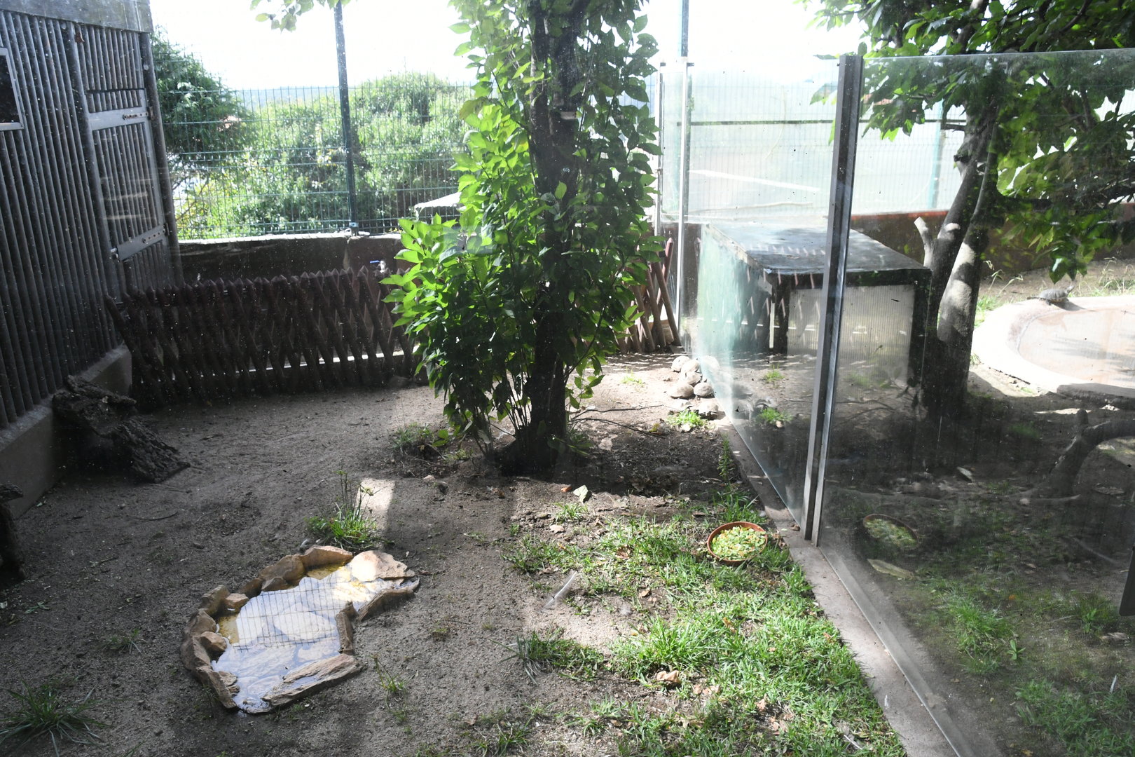 Russian Tortoises pen