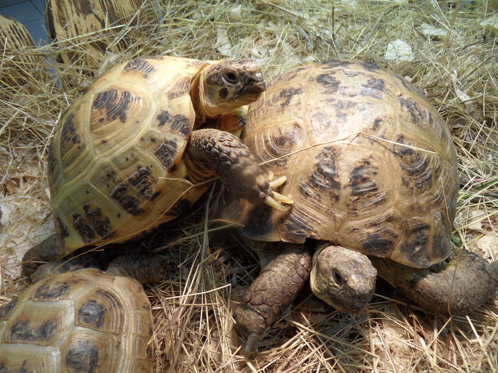 Russian tortoises
