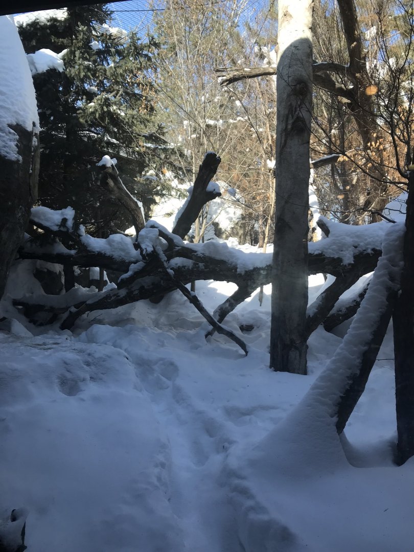 Russia’s grizzly coast 1st Amur leopard exhibit