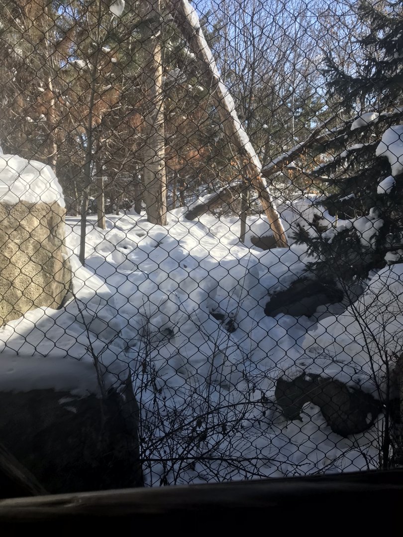 Russia’s grizzly coast 1st Amur leopard exhibit