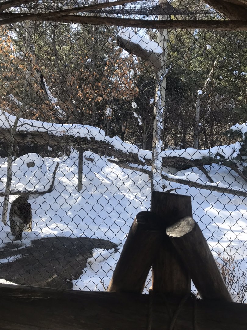Russia’s grizzly coast 3rd Amur leopard exhibit