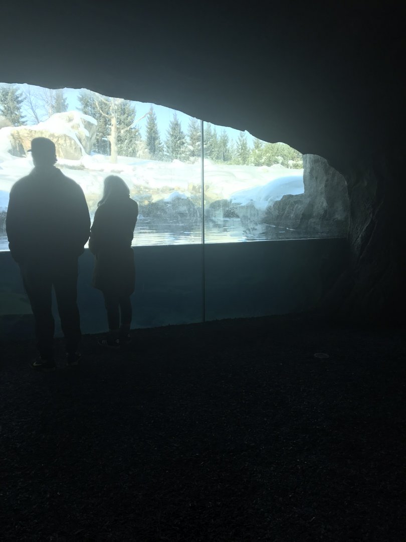 Russia’s grizzly coast Alaskan brown bear exhibit