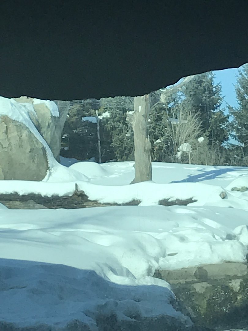 Russia’s grizzly coast Alaskan brown bear exhibit